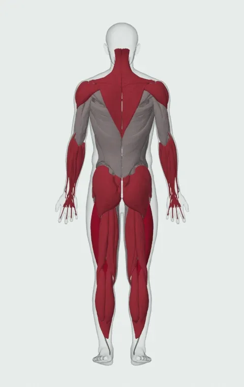 Sandbag Load: the muscles it trains, from behind. Primary — Rectus Femoris, Vastus Lateralis, Vastus Medialis and Vastus Intermedius. Also worked — Rectus Abdominis, Long Head, Short Head, Gastrocnemius and 19 more.