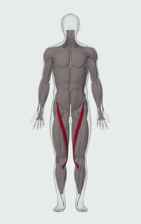 Sartorius highlighted on an anatomical figure, from the front.