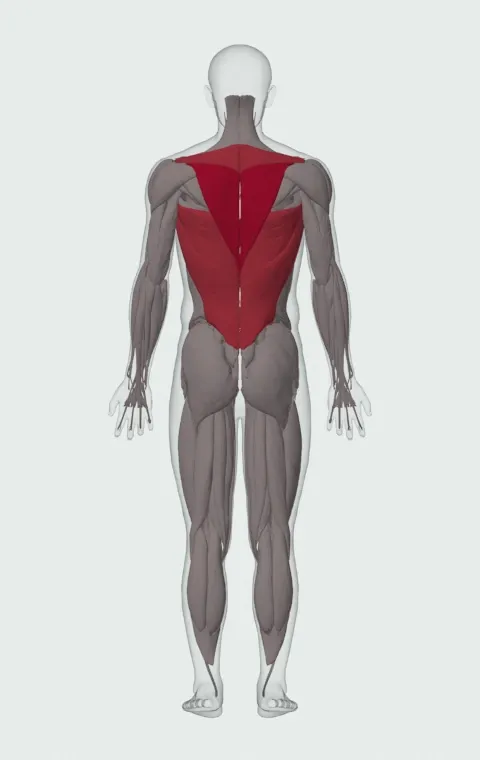 Scapular Pull-Up: the muscles it trains, from behind. Primary — Lower Trapezius. Also worked — Latissimus Dorsi, Rhomboid Major, Rhomboid Minor and Middle Trapezius.