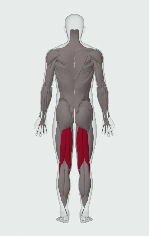 Seated Band Hamstring Curl: the muscles it trains, from behind. Primary — Biceps Femoris (Long Head), Biceps Femoris (Short Head), Semitendinosus and Semimembranosus.