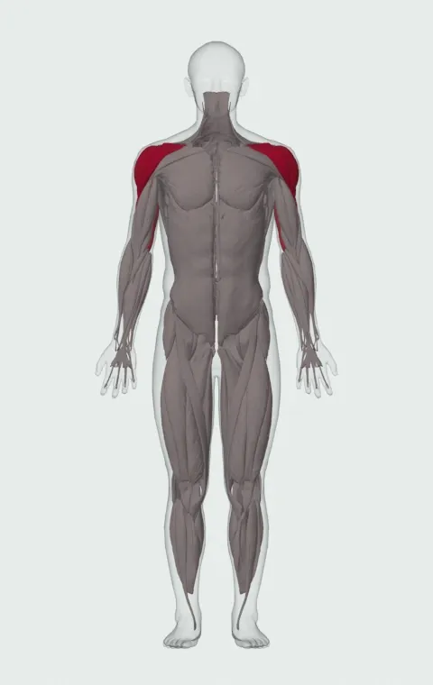 Seated Barbell Overhead Press: the muscles it trains, from the front. Primary — Anterior Deltoid, Lateral Deltoid and Posterior Deltoid. Also worked — Long Head, Lateral Head and Medial Head.