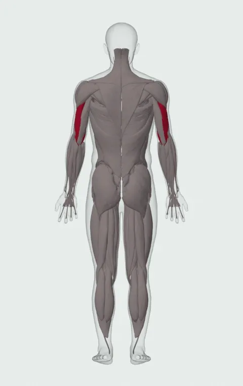 Seated Bent-Over Two-Arm Dumbbell Triceps Extension: the muscles it trains, from behind. Primary — Lateral Head and Medial Head.