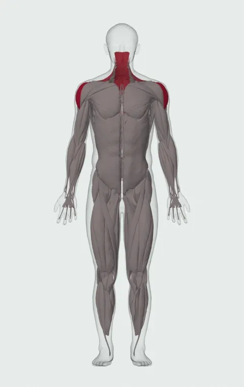 Seated Cable Lateral Raise: the muscles it trains, from the front. Primary — Lateral Deltoid. Also worked — Rhomboid Major, Rhomboid Minor, Middle Trapezius, Upper Trapezius and 1 more.