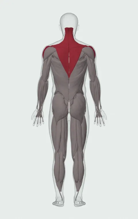 Seated Cable Lateral Raise: the muscles it trains, from behind. Primary — Lateral Deltoid. Also worked — Rhomboid Major, Rhomboid Minor, Middle Trapezius, Upper Trapezius and 1 more.