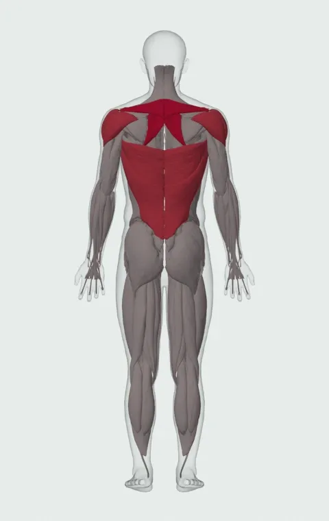 Seated Cable Row: the muscles it trains, from behind. Primary — Rhomboid Major, Rhomboid Minor and Middle Trapezius. Also worked — Long Head, Short Head, Latissimus Dorsi, Anterior Deltoid and 2 more.