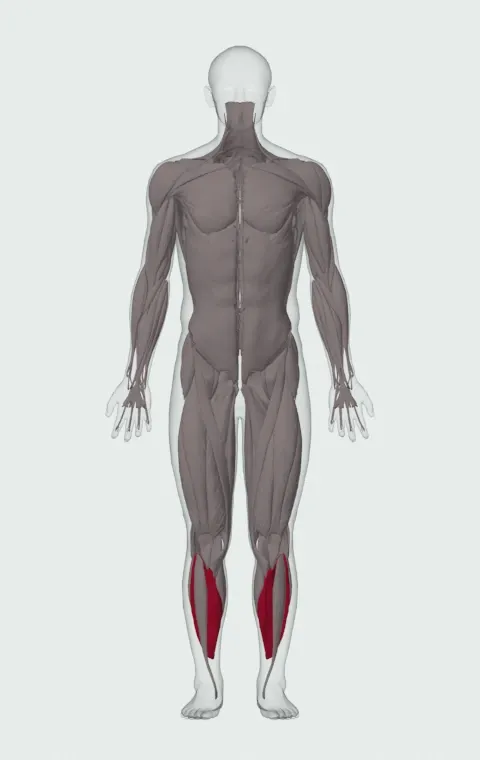 Seated Calf Raise: the muscles it trains, from the front. Primary — Soleus.