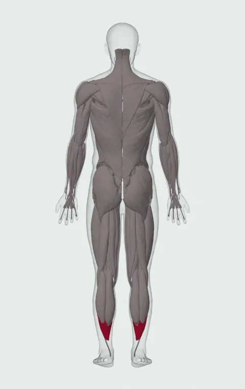 Seated Calf Raise: the muscles it trains, from behind. Primary — Soleus.