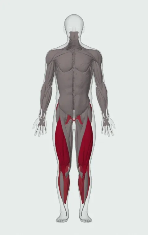 Seated Dumbbell Box Jump: the muscles it trains, from the front. Primary — Rectus Femoris, Vastus Lateralis, Vastus Medialis and Vastus Intermedius. Also worked — Gastrocnemius, Soleus, Gluteus Maximus, Gluteus Medius and 5 more.