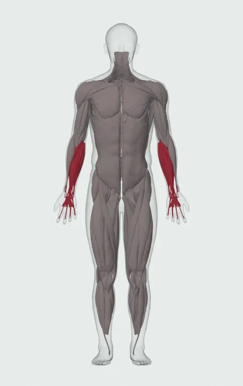 Seated Dumbbell Palms-Down Wrist Curl: the muscles it trains, from the front. Primary — Forearm Extensors. Also worked — Forearm Flexors.