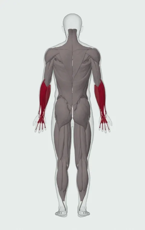 Seated Dumbbell Palms-Down Wrist Curl: the muscles it trains, from behind. Primary — Forearm Extensors. Also worked — Forearm Flexors.