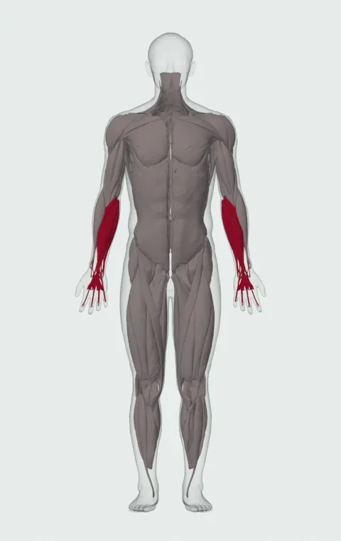 Seated Dumbbell Palms-Up Wrist Curl: the muscles it trains, from the front. Primary — Forearm Flexors. Also worked — Forearm Extensors.