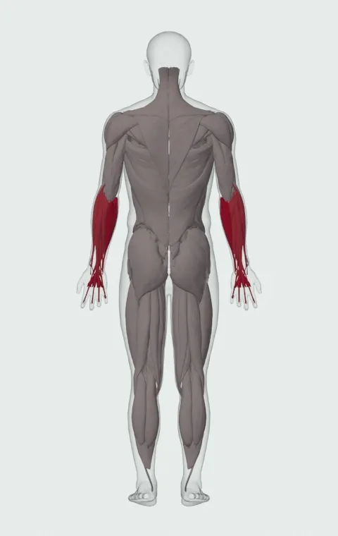 Seated Dumbbell Palms-Up Wrist Curl: the muscles it trains, from behind. Primary — Forearm Flexors. Also worked — Forearm Extensors.