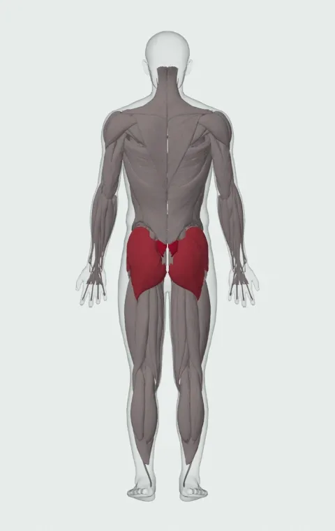 Seated Good Morning: the muscles it trains, from behind. Primary — Erector Spinae. Also worked — Gluteus Maximus, Gluteus Medius and Gluteus Minimus.