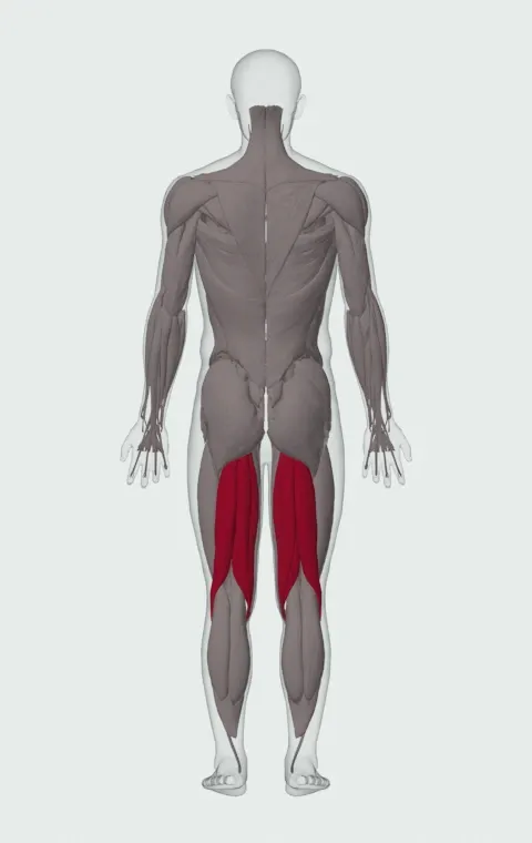 Seated Leg Curl: the muscles it trains, from behind. Primary — Biceps Femoris (Long Head), Biceps Femoris (Short Head), Semitendinosus and Semimembranosus.