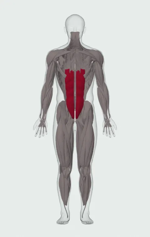 Seated Leg Pull-In: the muscles it trains, from the front. Primary — Rectus Abdominis.