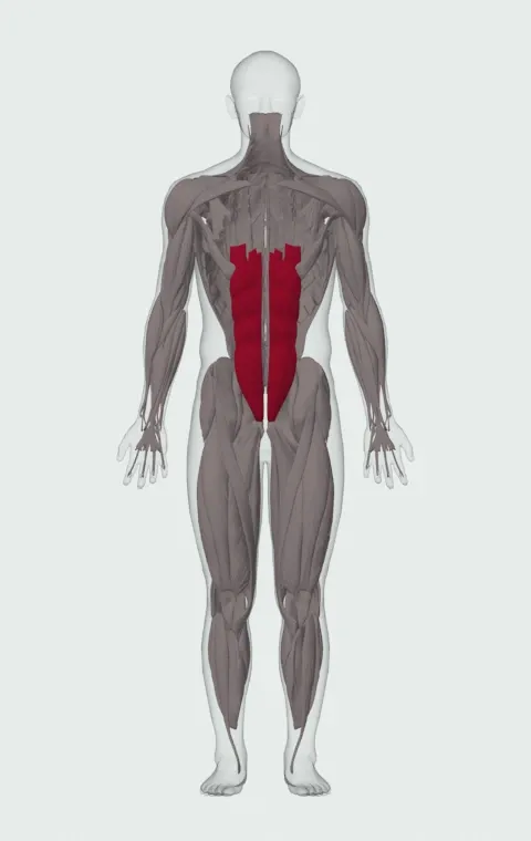 Seated Leg Tuck: the muscles it trains, from the front. Primary — Rectus Abdominis.