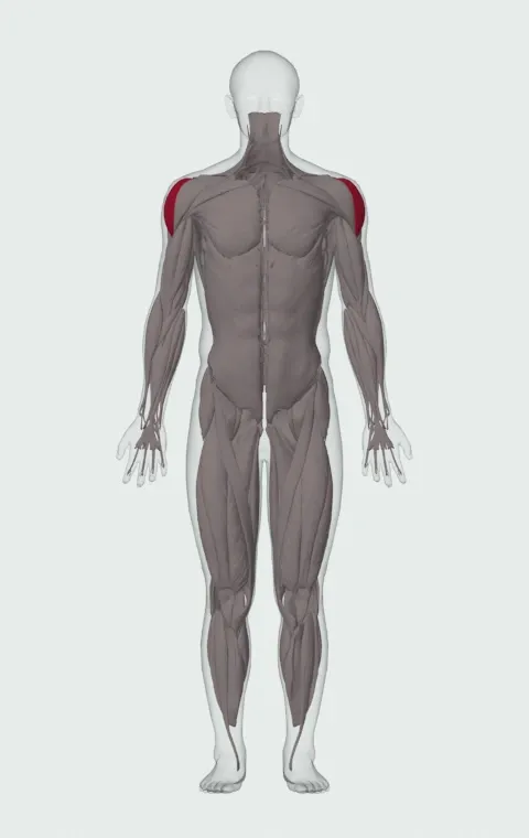 Seated Side Lateral Raise: the muscles it trains, from the front. Primary — Lateral Deltoid.