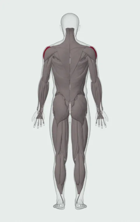 Seated Side Lateral Raise: the muscles it trains, from behind. Primary — Lateral Deltoid.