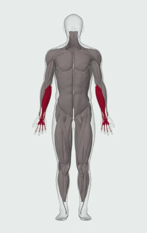Seated Single-Arm Dumbbell Palms-Up Wrist Curl: the muscles it trains, from the front. Primary — Forearm Flexors. Also worked — Forearm Extensors.
