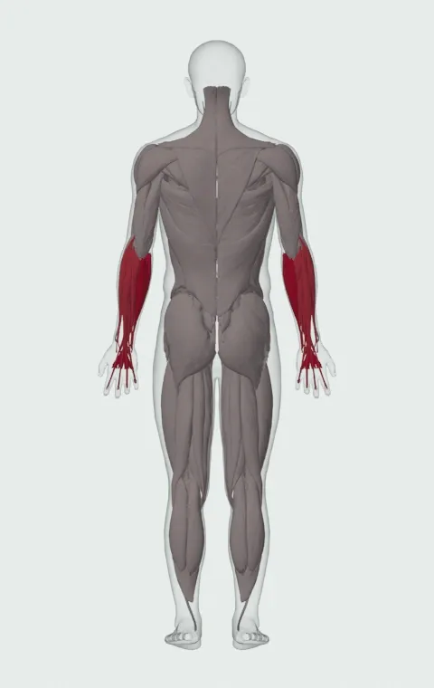 Seated Single-Arm Dumbbell Palms-Up Wrist Curl: the muscles it trains, from behind. Primary — Forearm Flexors. Also worked — Forearm Extensors.