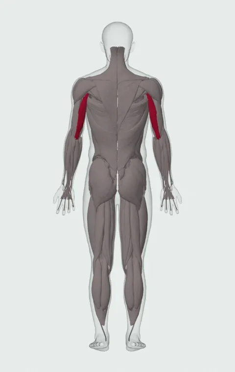 Seated Triceps Press: the muscles it trains, from behind. Primary — Long Head.