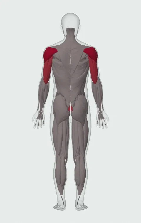See-Saw Press: the muscles it trains, from behind. Primary — Anterior Deltoid, Lateral Deltoid and Posterior Deltoid. Also worked — Rectus Abdominis, Long Head, Lateral Head and Medial Head.