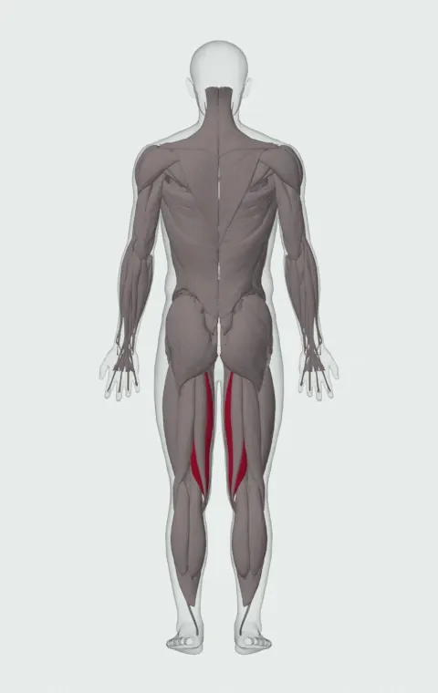 Semimembranosus highlighted on an anatomical figure, from behind.