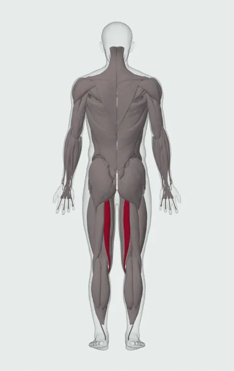 Semitendinosus highlighted on an anatomical figure, from behind.