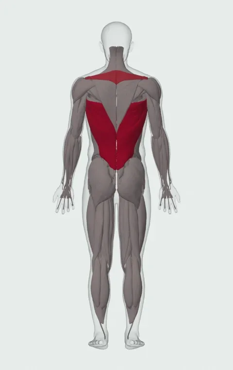 Shotgun Row: the muscles it trains, from behind. Primary — Latissimus Dorsi. Also worked — Long Head, Short Head, Rhomboid Major, Rhomboid Minor and 1 more.
