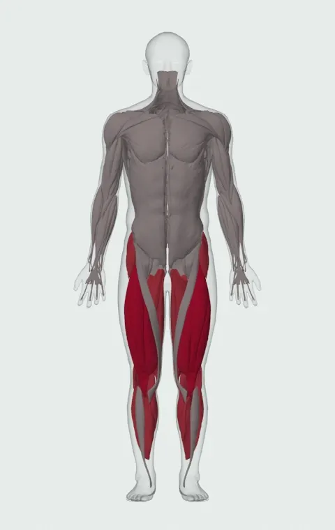 Side Hop-Sprint: the muscles it trains, from the front. Primary — Rectus Femoris, Vastus Lateralis, Vastus Medialis and Vastus Intermedius. Also worked — Gluteus Medius, Gluteus Minimus, Tensor Fasciae Latae, Adductor Magnus and 9 more.