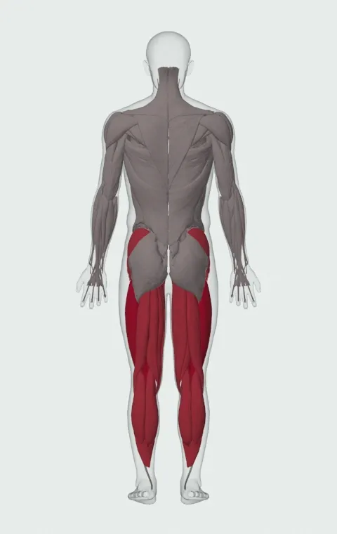 Side Hop-Sprint: the muscles it trains, from behind. Primary — Rectus Femoris, Vastus Lateralis, Vastus Medialis and Vastus Intermedius. Also worked — Gluteus Medius, Gluteus Minimus, Tensor Fasciae Latae, Adductor Magnus and 9 more.
