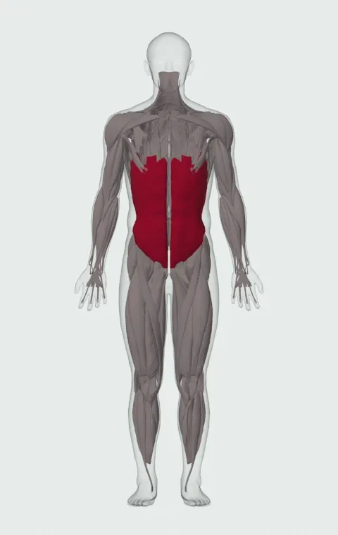 Side Jackknife: the muscles it trains, from the front. Primary — Rectus Abdominis, External Oblique and Internal Oblique.