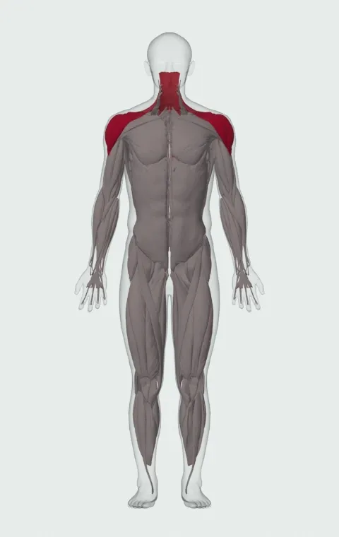 Side Laterals to Front Raise: the muscles it trains, from the front. Primary — Anterior Deltoid, Lateral Deltoid and Posterior Deltoid. Also worked — Upper Trapezius, Middle Trapezius and Lower Trapezius.