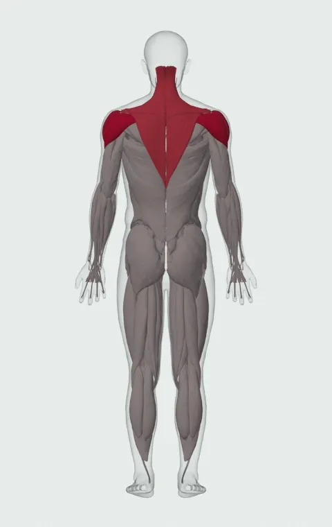 Side Laterals to Front Raise: the muscles it trains, from behind. Primary — Anterior Deltoid, Lateral Deltoid and Posterior Deltoid. Also worked — Upper Trapezius, Middle Trapezius and Lower Trapezius.