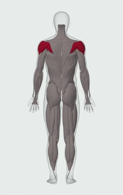 Side-Lying Dumbbell External Rotation: the muscles it trains, from behind. Primary — Anterior Deltoid, Lateral Deltoid, Posterior Deltoid, Infraspinatus and 1 more.