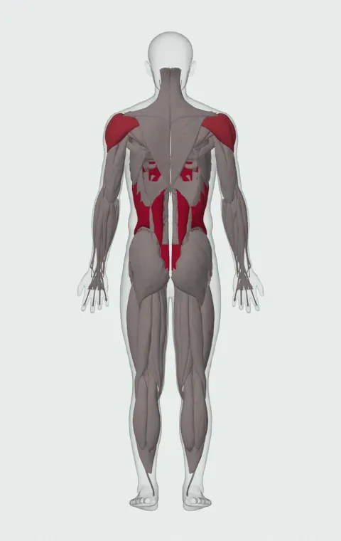 Side Plank: the muscles it trains, from behind. Primary — Rectus Abdominis, External Oblique, Internal Oblique and Quadratus Lumborum. Also worked — Anterior Deltoid, Lateral Deltoid and Posterior Deltoid.