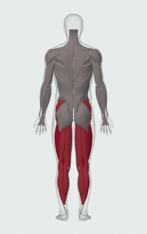 Side to Side Box Shuffle: the muscles it trains, from behind. Primary — Rectus Femoris, Vastus Lateralis, Vastus Medialis and Vastus Intermedius. Also worked — Gluteus Medius, Gluteus Minimus, Tensor Fasciae Latae, Adductor Magnus and 9 more.