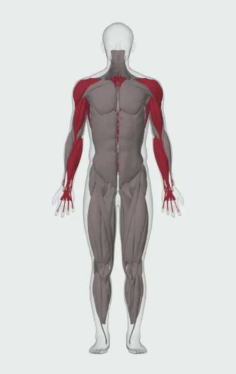 Side-to-Side Chin-Up: the muscles it trains, from the front. Primary — Latissimus Dorsi. Also worked — Long Head, Short Head, Forearm Flexors, Forearm Extensors and 6 more.