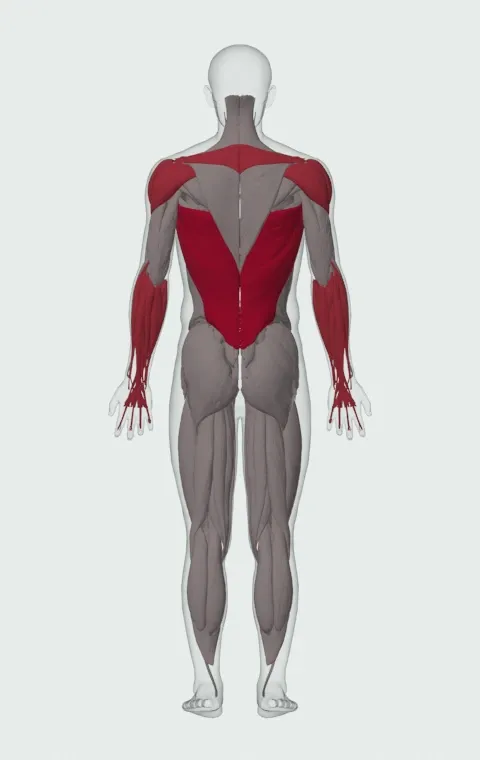 Side-to-Side Chin-Up: the muscles it trains, from behind. Primary — Latissimus Dorsi. Also worked — Long Head, Short Head, Forearm Flexors, Forearm Extensors and 6 more.