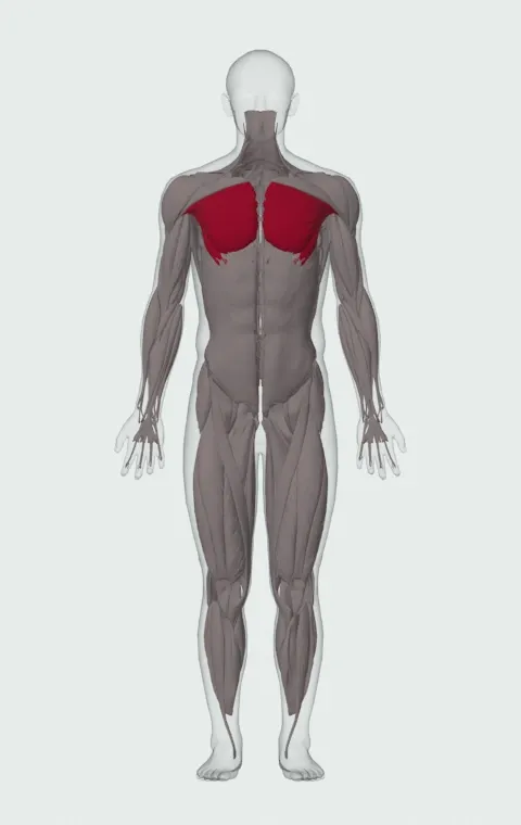 Single-Arm Cable Crossover: the muscles it trains, from the front. Primary — Sternocostal Head and Abdominal Head.