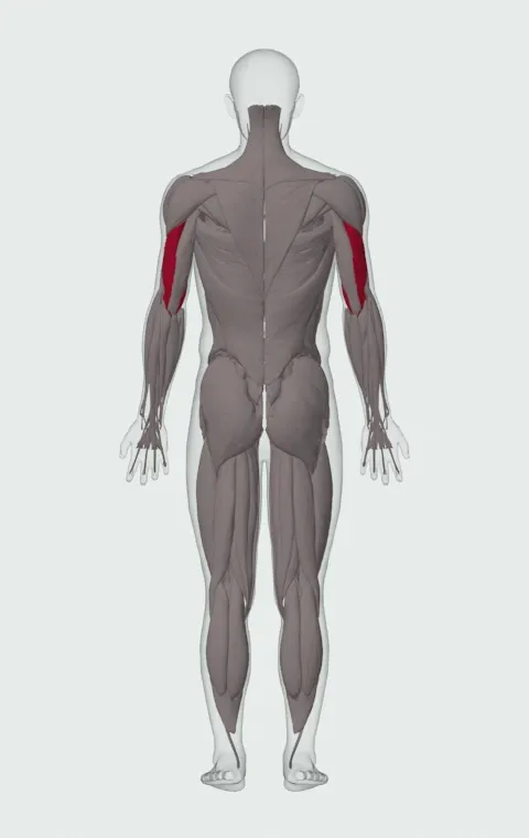 Single-Arm Cable Triceps Extension: the muscles it trains, from behind. Primary — Lateral Head and Medial Head.