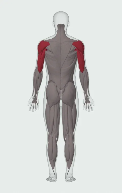 Single-Arm Dumbbell Bench Press: the muscles it trains, from behind. Primary — Clavicular Head, Sternocostal Head and Abdominal Head. Also worked — Anterior Deltoid, Lateral Deltoid, Posterior Deltoid, Long Head and 2 more.