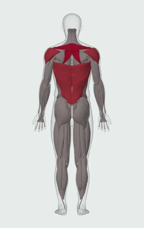 Single-Arm Dumbbell Row: the muscles it trains, from behind. Primary — Rhomboid Major, Rhomboid Minor and Middle Trapezius. Also worked — Long Head, Short Head, Latissimus Dorsi, Anterior Deltoid and 2 more.