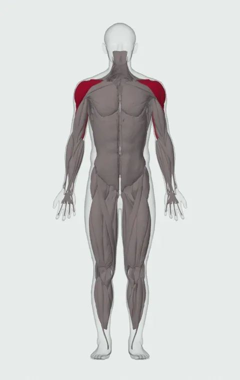 Single-Arm Dumbbell Shoulder Press: the muscles it trains, from the front. Primary — Anterior Deltoid, Lateral Deltoid and Posterior Deltoid. Also worked — Long Head, Lateral Head and Medial Head.