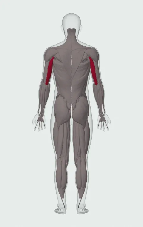 Single-Arm Dumbbell Triceps Extension: the muscles it trains, from behind. Primary — Long Head.