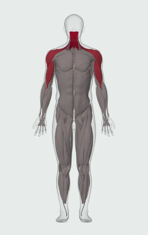 Single-Arm Dumbbell Upright Row: the muscles it trains, from the front. Primary — Upper Trapezius, Middle Trapezius and Lower Trapezius. Also worked — Long Head, Short Head, Anterior Deltoid, Lateral Deltoid and 1 more.