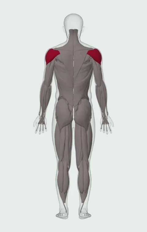 Single-Arm Kettlebell Clean and Jerk: the muscles it trains, from behind. Primary — Anterior Deltoid, Lateral Deltoid and Posterior Deltoid.