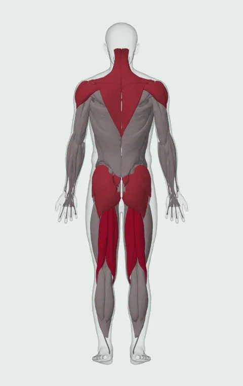 Single-Arm Kettlebell Clean: the muscles it trains, from behind. Primary — Biceps Femoris (Long Head), Biceps Femoris (Short Head), Semitendinosus and Semimembranosus. Also worked — Gluteus Maximus, Gluteus Medius, Gluteus Minimus, Erector Spinae and 6 more.