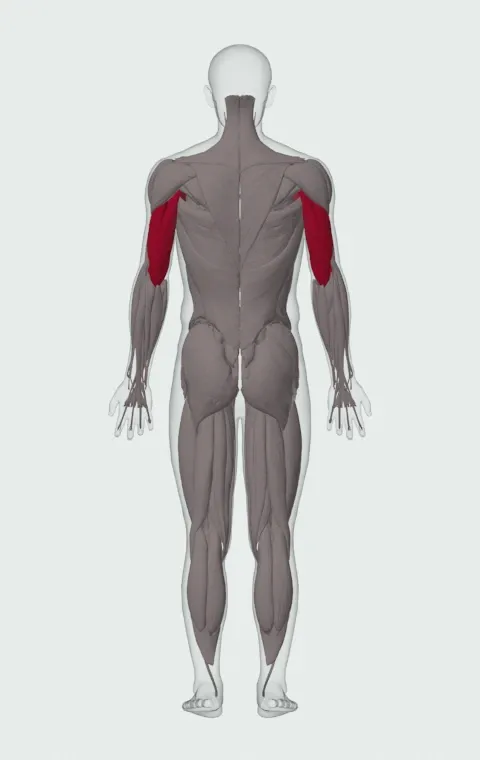 Single-Arm Kettlebell Floor Press: the muscles it trains, from behind. Primary — Long Head, Lateral Head and Medial Head. Also worked — Clavicular Head, Sternocostal Head and Abdominal Head.