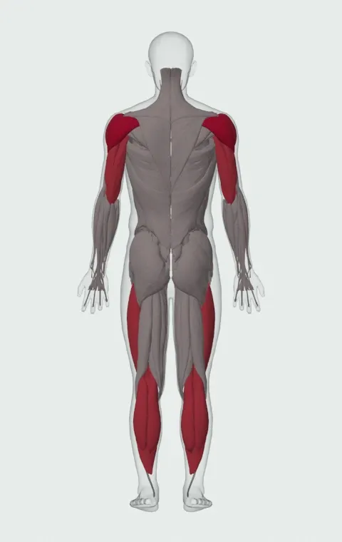 Single-Arm Kettlebell Jerk: the muscles it trains, from behind. Primary — Anterior Deltoid, Lateral Deltoid and Posterior Deltoid. Also worked — Gastrocnemius, Soleus, Rectus Femoris, Vastus Lateralis and 5 more.